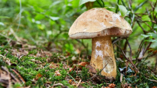 Hřib žlučník - Ilustrační snímek