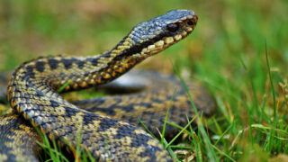 Zmije - Ilustrační snímek