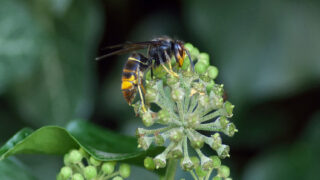 Sršeň asijská - ilustrační snímek