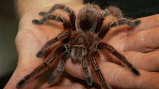 Sklípkan - ilustrační foto