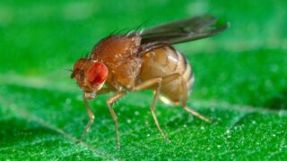 Octomilky představují v domácnosti velký problém.