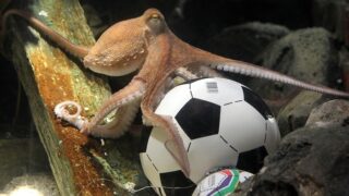 Chobotnice Paul věštila během MS.