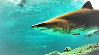 Žralok - Ilustrační snímek