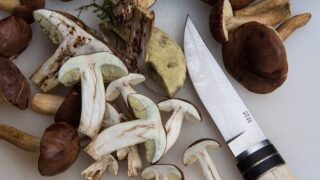 Houby - ilustrační foto