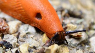 Plzák - ilustrační foto