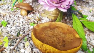 Houby vyrostly přímo na hrobě