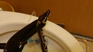 Krajta, kterou našli na Karlovarsku