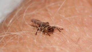 Kloš jelení - Ilustrační snímek