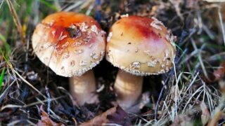 Mochomůrka růžovka