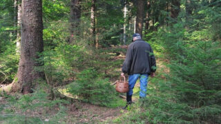 Houbař - Ilustrační snímek