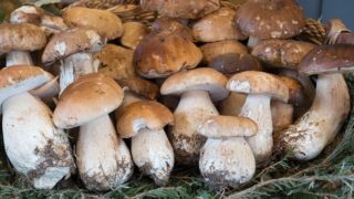 Houby - ilustrační foto