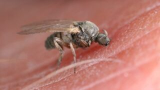 Muchnička - ilustrační foto