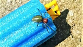 Zápřednice jedovatá