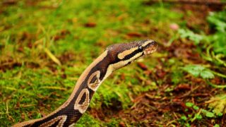 Krajta, ilustrační snímek