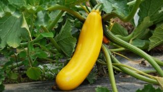 Cuketa - ilustrační foto