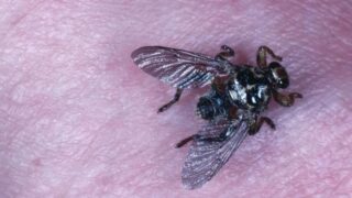 Kloš jelení - Ilustrační snímek