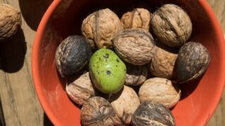 Ořechy - ilustrační foto