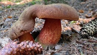 Dvojice hřibů kovářů od Dominika Maška.