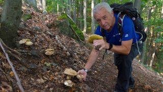 Houbař - ilustrační foto