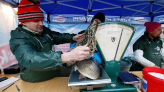 Prodej kaprů - Ilustrační snímek