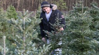 Vánoční stromky - ilustrační foto