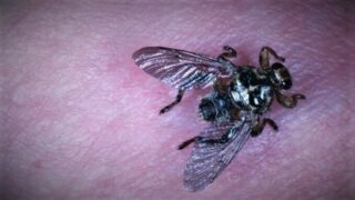 Kloš jelení - Ilustrační snímek