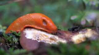 Slimák - Ilustrační snímek