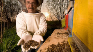 Včely - Ilustrační snímek