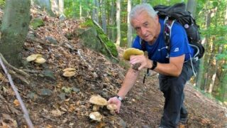 Houbař - Ilustrační snímek