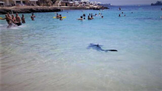 Žralok - Ilustrační snímek