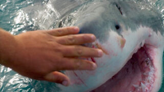 Žralok - Ilustrační snímek