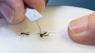 Komár - Ilustrační snímek