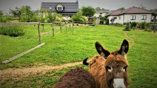(vlevo) Dům Evy Burešové a Přemysla Forejta