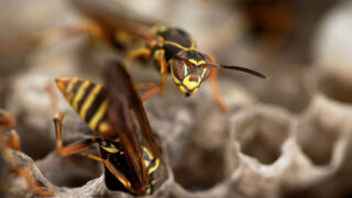 Ilustrační snímek - Vosa obecná