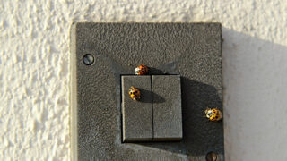 Slunéčko východní