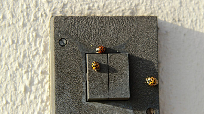 Slunéčko východní