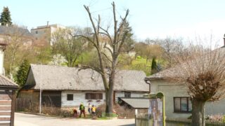 Lípa svobody z České Třebové je prvním stromem na světě, který si na svou údržbu bude vydělávat sám