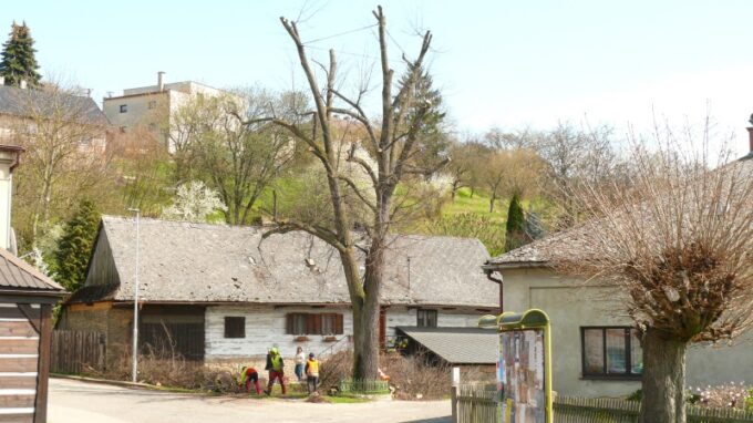 Lípa svobody z České Třebové je prvním stromem na světě, který si na svou údržbu bude vydělávat sám