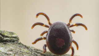 Předpověď svědčí klíšťatům, Češi jsou ale připraveni. Zájem o očkování proti klíšťové encefalitidě roste