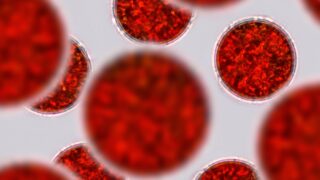 Společnost Aveflor spouští zkušební provoz výroby fytokomplexu astaxanthinu