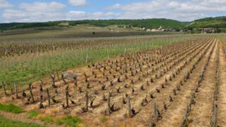 Svaz BIO vinařů: BIO prokazatelně snižuje globální oteplování