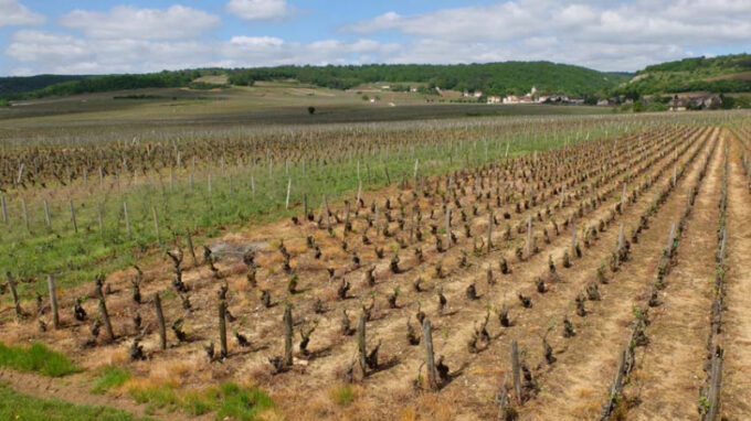 Svaz BIO vinařů: BIO prokazatelně snižuje globální oteplování