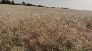 Desítky milionů korun pro zemědělce na jižní Moravě