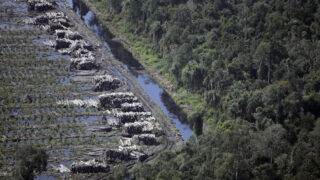 Živě z LFŠ: Živá země a my