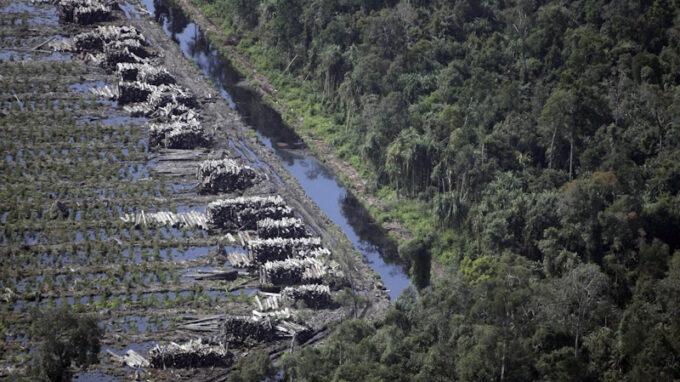 Živě z LFŠ: Živá země a my