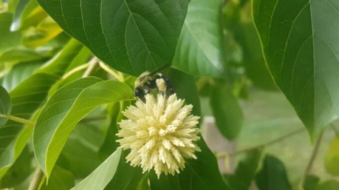 Velká hrozba pro děti a mladistvé, kratom v e-shopech zůstane