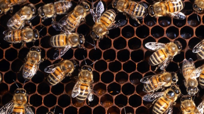 Živě z LFŠ: Všechno dobře dopadne: moudrost včel