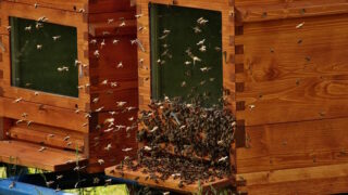 Alkohol z Palírny U Zeleného stromu pomáhá léčit včely