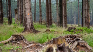 Živě: Obnova lesa, aneb jak zajistit jeho odolnost