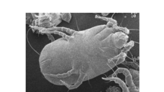 Společnost Dyson zveřejnila aktuální studii: Lidé po pandemii covidu-19 méně uklízejí